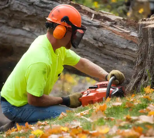 tree services Hampton Manor